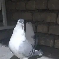 کبوتر دمگیر