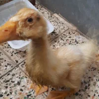 اردک ۲ ماهه|حیوانات مزرعه|اهواز, زیتون کارگری|دیوار