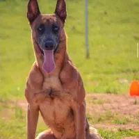 واگذاری سگ نگهبان قبول میکنم|سگ|شاهینشهر, شهرک امید|دیوار