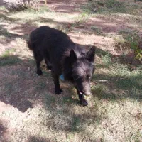 سگ ژرمن بلک|سگ|باقرشهر, |دیوار