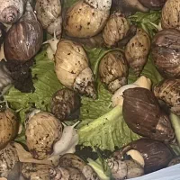 حلزون آچاتینا مولد کلاژن درمانی