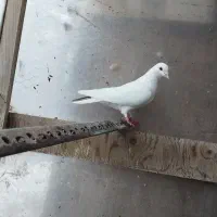 کفتر|پرنده|تربت جام, والفجر|دیوار