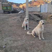 سگ ماده پژدر|سگ|لاجان, |دیوار