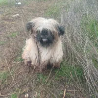 واگذاری|سگ|بندر انزلی, معلم|دیوار