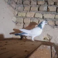 پرنده|پرنده|کوهدشت, |دیوار