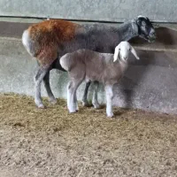 یک راس میش چینی عربی جوون بره دار