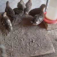بلدرچین ماده