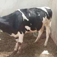 گوساله جوان ماادع