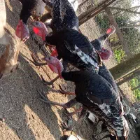 غاز و بوقلمون