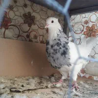 کفتر طوقی الماسی جفت و نر تک