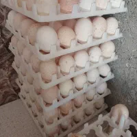 تخم بوقلمون