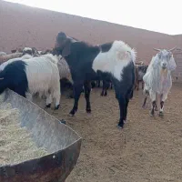 نربز دورگ درشت|حیوانات مزرعه|سبزوار, غرب نیروگاه|دیوار