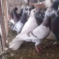 پرنده|پرنده|چرداول, |دیوار