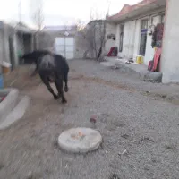 باسلام‌‌دوعددگاومیش‌آبستن‌به‌فروش‌میرسد