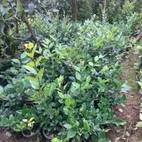 یاس هلندی|گل و گیاه طبیعی|واجارگاه, |دیوار