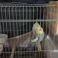 دوتا عروس هلندی