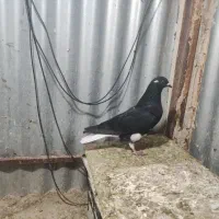 کفتر|حیوانات|مشهد, نیزه|دیوار