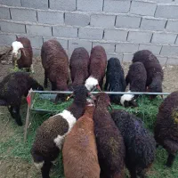 بره افشاری نر و ماده
