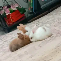 خرگوش بامزه