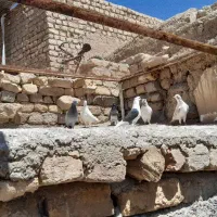 کفتر|پرنده|خلجستان, |دیوار