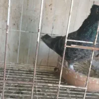 کبوتر دم سفید