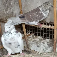کبوتر