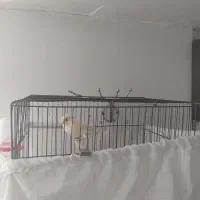 قناری مزاییکی اورجینال