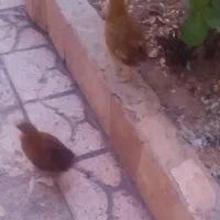 جوجه محلی