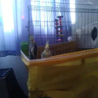 یک جفت عروس هلندی باقفس وتشکیلات