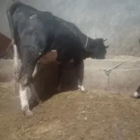 پلیسه ابستن ۸ ماه