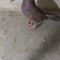 کبوتر نر سالم نطفه دار