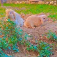 خرگوش لوپ اصلی|موش و خرگوش|مرزیکلا, |دیوار