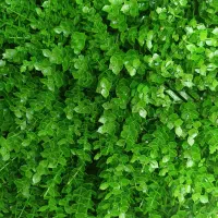 گرینوال ۵۰×۵۰|گل مصنوعی|شیراز, اصلاح‌نژاد|دیوار