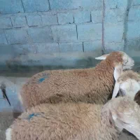 بره اوتاخ