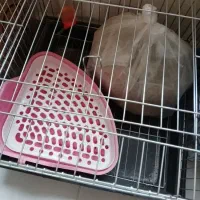 قفس خرگوش با لوازم|لوازم جانبی حیوانات|پرند, فاز ۶|دیوار