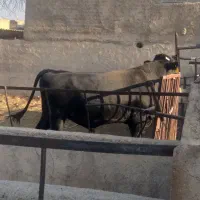 گوساله نرمشکی،جنگه،گاو|حیوانات مزرعه|شیراز, جرسقان|دیوار