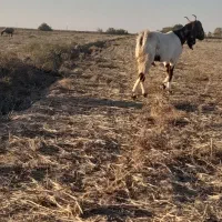 بزآبستن|حیوانات مزرعه|گنبد کاووس, |دیوار