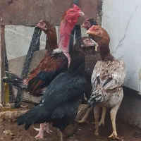 مرغ و خروس لاری. چابهاری اصل شش دونگ