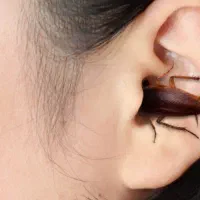 سمپاشی‌‌سوسگ‌گنه‌باغچه‌وجابه‌جایی‌سگ‌وگربه