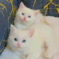 پیشی ناز عروسک‌