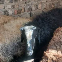 بره نرتغذیه شده بابهترین خوراک