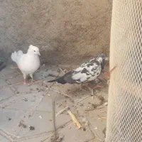 کبوتر ماده تهرانی|پرنده|آبدانان, |دیوار