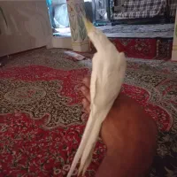 عروس هلندی تازه ب حرف امده|پرنده|بردسیر, |دیوار