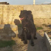 سگ نگهبان قهدریجان