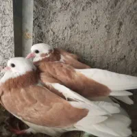 کفتر شازده زرد جفت