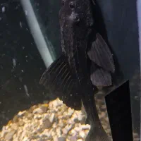 کت اسپرت دم عقربی