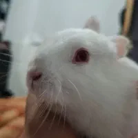 خرگوش|موش و خرگوش|قم, شاد قلی|دیوار