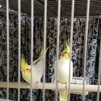 دو جفت عروس