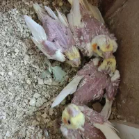 عروس هلندی ، مرغ عشق ،خنداب|پرنده|ملایر, |دیوار