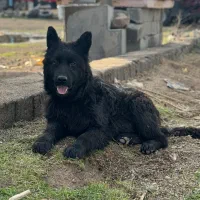 سگ ژرمن بلک